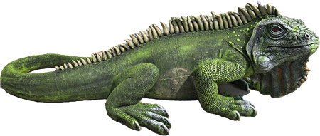 100 cm Leguan