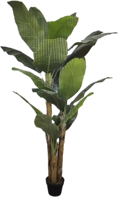 Bananenpalme 200 cm